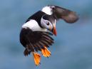 Puffin