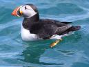 Puffin