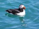 Puffin