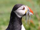 Puffin