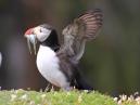 Puffin