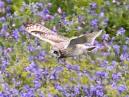 Short Eared Owl