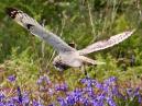 Short Eared Owl