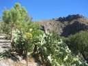 Prickly Pears