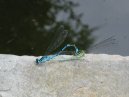 Damsel Flies 15/06/03