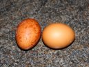 Eggs