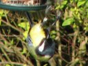 Falling Great Tit