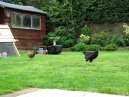 Free Range Chickens