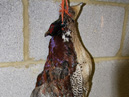 Pheasants