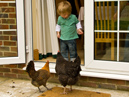 Oscar And Chickens