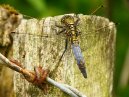 Dragon Fly