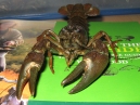 Crayfish