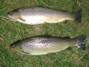 Trouts