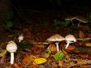 Fungi