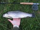 First Trout of the Year