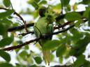 Parakeet