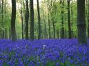 Bluebells