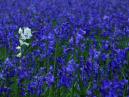 Bluebells