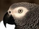 HDR Parrot