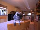 Extreme Parrot