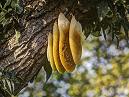 Wasp Nest