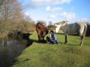 Tessa & Horses