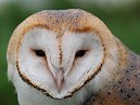 Barn Owl