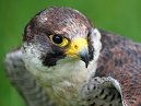 Not Wild Peregrine