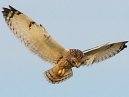 Short Eared Owl