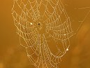 Cobweb