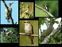 Some Birds