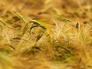 Wheat