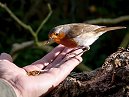 Robin Feeding