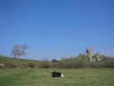 Corfe Castle Cow