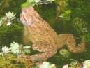 A Toad