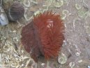 Sea Anemone