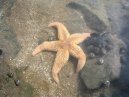 Starfish
