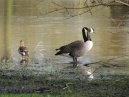 A Goose