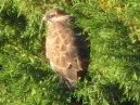 Buzzard