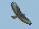 Buzzard
