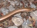 A Slow Worm