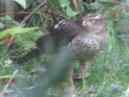 Sparrowhawk