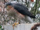 Sparrowhawk