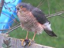 Sparrowhawk