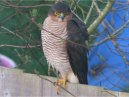 Sparrowhawk