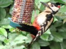 Woodpecker
