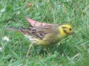 Yellowhammer