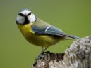Blue Tit