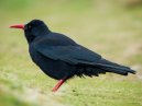 Chough