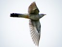 Cuckoo